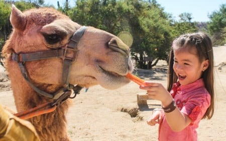 Feed the Camels at Wild Canyon in Cabo San Lucas. Camel Encounter and Camel Quest Camel Safari