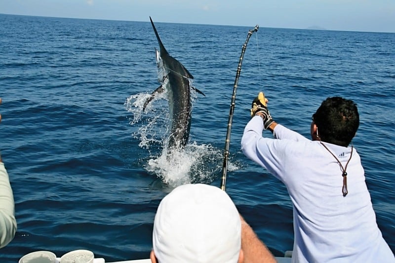 Sport Fishing in Los Cabos Cabo San Lucas