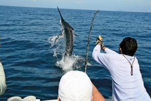 marlin sport fishing los cabos bisbee million dollar jackpot