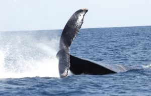 Tail Slap seen on Whale Watching Tour in Cabo San Lucas