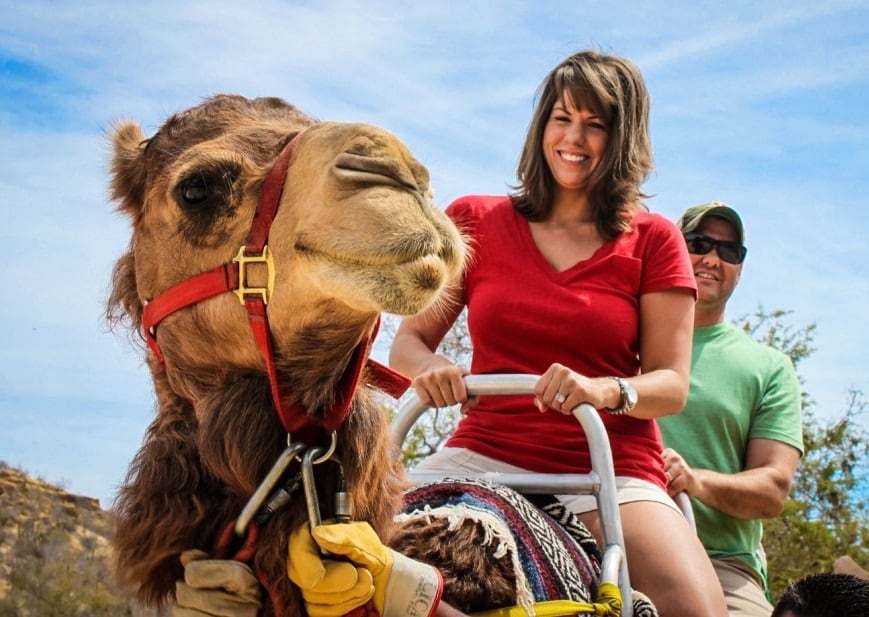 Ride the Best Camels Safari tour in Los Cabos at Wild Canyon Cabo San Lucas Mexico