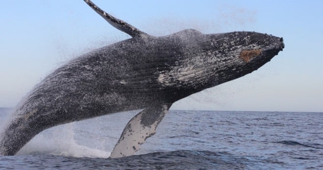 Cabos best whalewatching tours at discounted rates